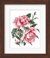 Roses are Red II Fine Art Print