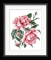 Roses are Red II Framed Print