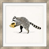 Rascally Raccoon III Fine Art Print