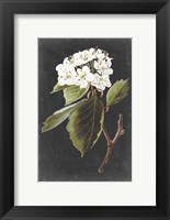 Dramatic White Flowers I Fine Art Print