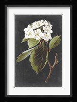 Dramatic White Flowers I Fine Art Print