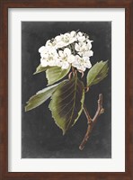 Dramatic White Flowers I Fine Art Print