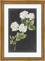 Dramatic White Flowers II Fine Art Print