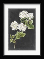 Dramatic White Flowers II Fine Art Print