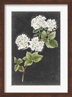 Dramatic White Flowers II Fine Art Print