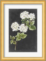 Dramatic White Flowers II Fine Art Print