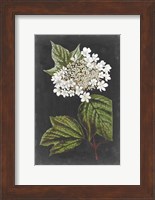 Dramatic White Flowers III Fine Art Print