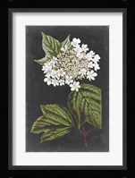 Dramatic White Flowers III Fine Art Print