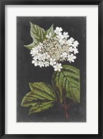 Dramatic White Flowers III Fine Art Print