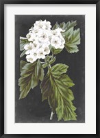 Dramatic White Flowers IV Fine Art Print