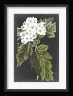 Dramatic White Flowers IV Fine Art Print