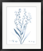 Antique Botanical in Blue I Framed Print