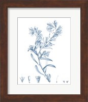 Antique Botanical in Blue II Fine Art Print