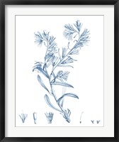 Antique Botanical in Blue II Fine Art Print