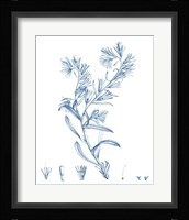 Antique Botanical in Blue II Fine Art Print