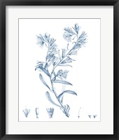 Antique Botanical in Blue II Framed Print