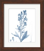 Antique Botanical in Blue III Fine Art Print