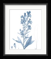 Antique Botanical in Blue III Fine Art Print