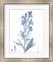 Antique Botanical in Blue III Fine Art Print