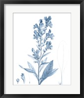 Antique Botanical in Blue III Framed Print