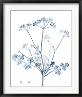 Antique Botanical in Blue IV Fine Art Print