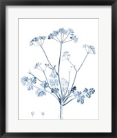 Antique Botanical in Blue IV Framed Print