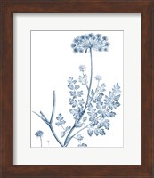 Antique Botanical in Blue V Fine Art Print