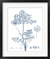 Antique Botanical in Blue VI Framed Print