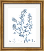 Antique Botanical in Blue VIII Fine Art Print