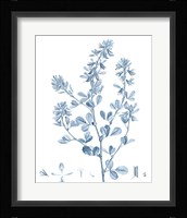 Antique Botanical in Blue VIII Fine Art Print