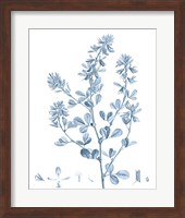 Antique Botanical in Blue VIII Fine Art Print