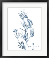 Antique Botanical in Blue IX Fine Art Print