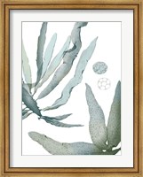 Seaside Seaweed IV Fine Art Print