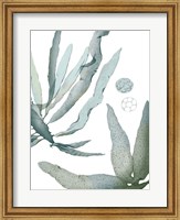 Seaside Seaweed IV Fine Art Print
