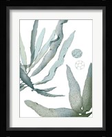 Seaside Seaweed IV Fine Art Print