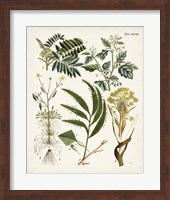 Fanciful Ferns I Fine Art Print