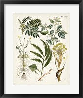 Fanciful Ferns I Framed Print