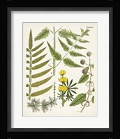Fanciful Ferns II Framed Print