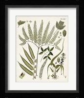 Fanciful Ferns III Framed Print