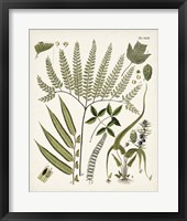 Fanciful Ferns III Framed Print