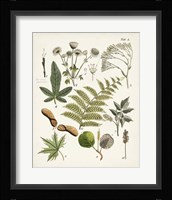 Fanciful Ferns VI Framed Print