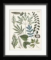 Fanciful Ferns VII Framed Print