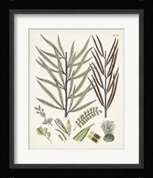 Fanciful Ferns VIII Framed Print