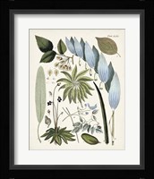 Fanciful Ferns IX Framed Print