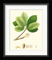 Spring Green Foliage II Framed Print