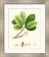 Spring Green Foliage II Fine Art Print