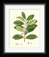 Spring Green Foliage III Framed Print