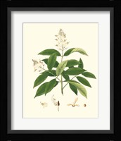Spring Green Foliage V Framed Print