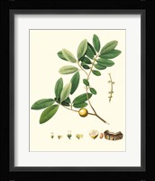 Spring Green Foliage VII Framed Print