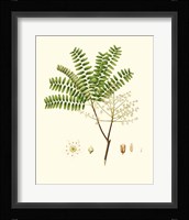 Spring Green Foliage VIII Framed Print